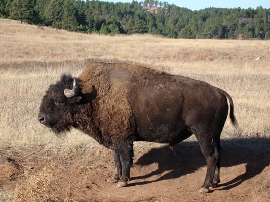 Buffalo at Custer State Park