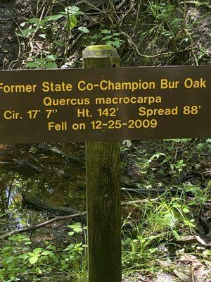 Bur oak tree