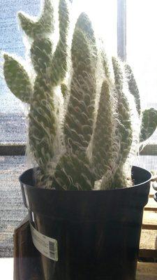 Nice cactus! So fuzzy & furry.. it almost got me.