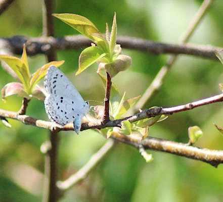 Spring Azure Butterfly--my first butterfly sighting of the season :)