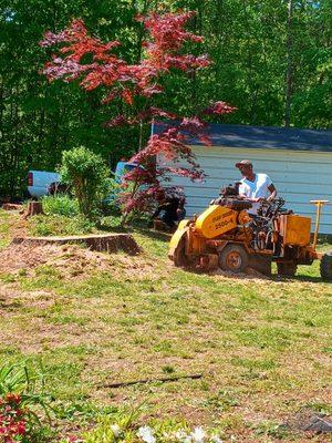 Stump grinding