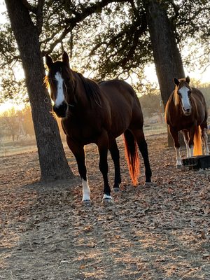 Cedar Creek Saddle Club