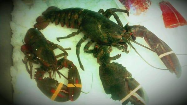 8lb lobster!