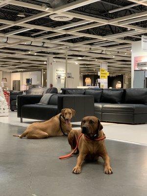 Shopping at IKEA with well trained dogs.