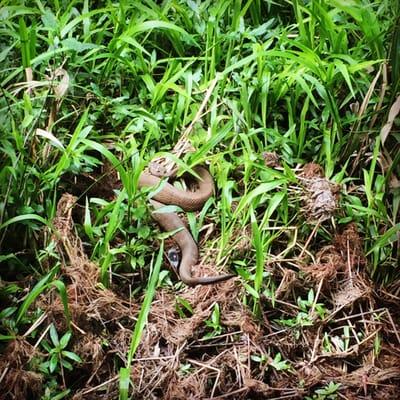 Water moccasin on the nature trail