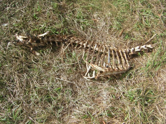 Some kind of critter carcass