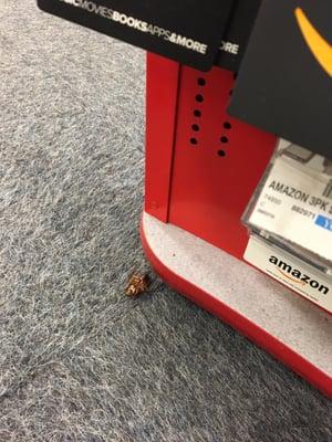 Dead CVS roaches in this dirty store