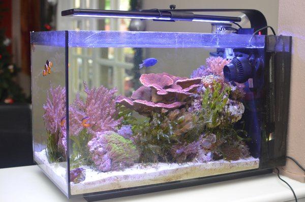 I bought this preowned Innovative Marine Peninsula 14 with equipment, corals and fish from Tom.  Great prices on everything in his store.