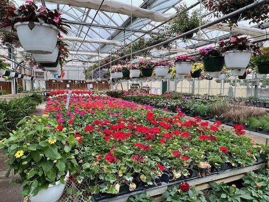 Our retail greenhouses are bursting at the seams with fantastic bedding plants at great value prices.