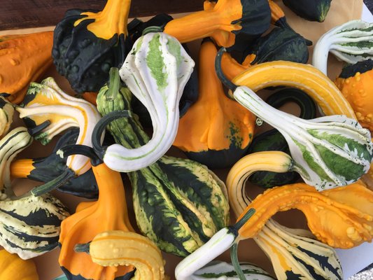 Autumn Wings gourds