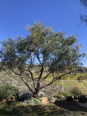 This is my olive tree.