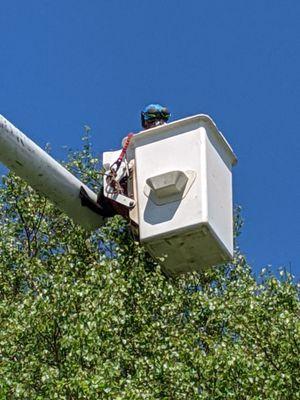 North Eastern Tree Service, Inc