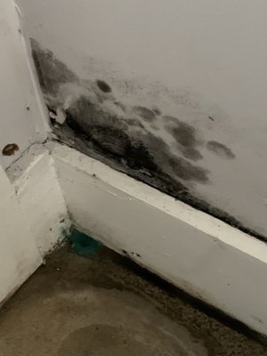 Mold