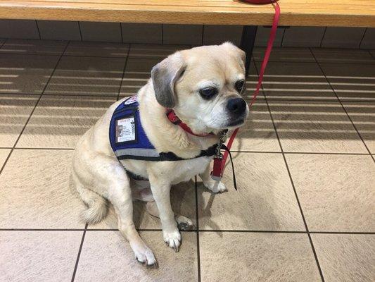 Hershey, our Service Dog, was a long time patient of Dr. Brian Doyle at SPAH.