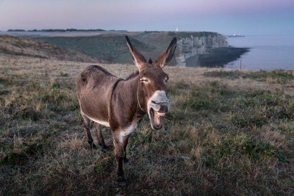 Donkey Insurance