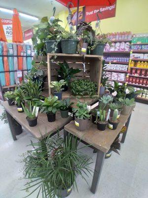 Nice selection of green plants and Marc's has vast selection of potted plants & flowers outside of their stores!