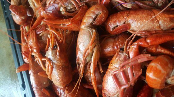 Boiled crawfish