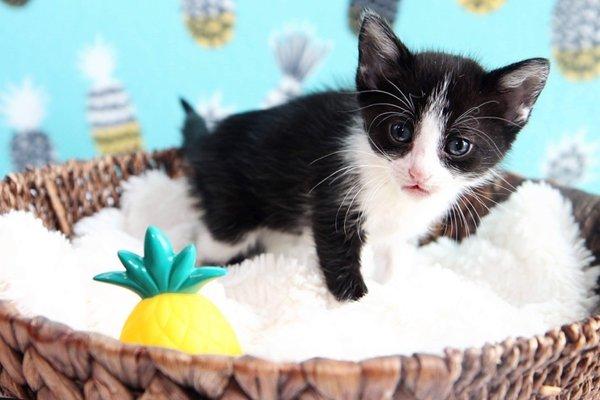 Foster kitten, Bolin. Photo credit to Kristin Combs Weis.