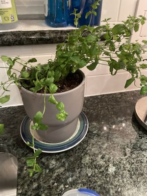 Already repotted this beautiful mint