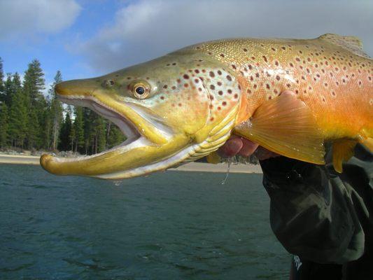 Wickiup Res. Brown Trout