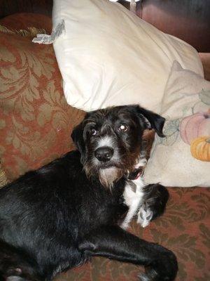 Eli relaxing on sofa with his shiny coat and showing his new grooming!! Linda did an Awesome Job ‍