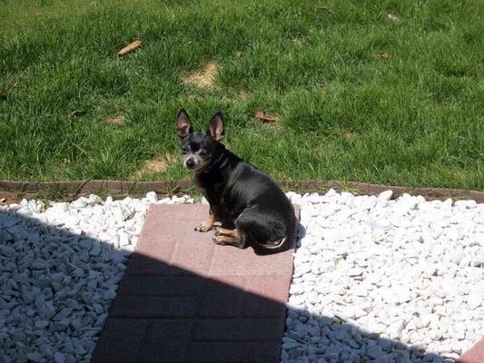 Shelby sunning. Shows nice grass upkeep