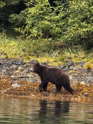 Brown Bear & sea lions