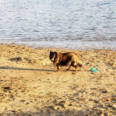 Sheba the salty dog enjoying her day at mother's beach.