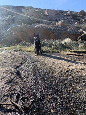 Shiner enjoying his off leash hike in a park