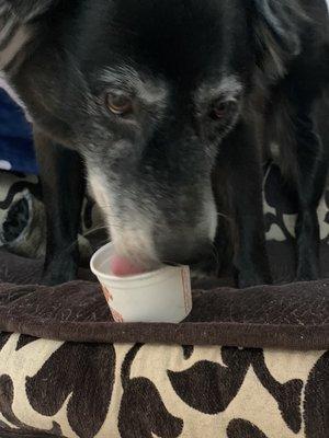 #Bringthedog Settlement, enjoy puppy ice cream!