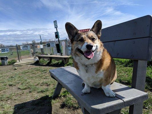 Lexi enjoying the human benches