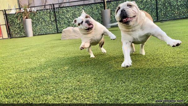 Pet-Safe Artificial Grass