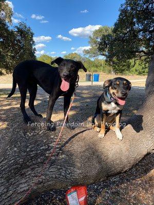 Board and Train Goose (L) got to spend a day at the park and bond with Kahlúa (R).