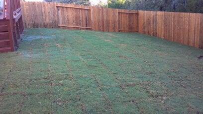 Newly planted Tiff 419  Bermuda sod.