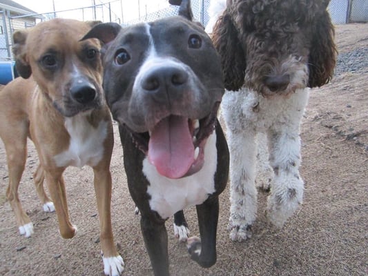 Buddies at daycare!