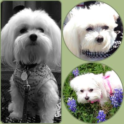 Brie our sweet little Maltese.