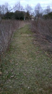 small path of short grass through the prairie grass