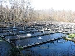 Nisqually Trout Farm's