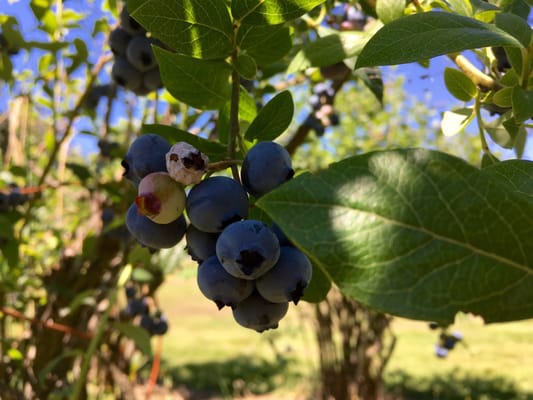 Blueberry Acres