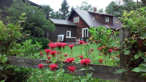 Beautiful summer flowers