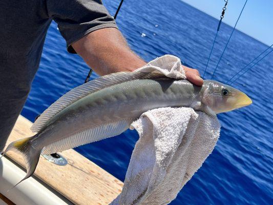 Sand Tilefish