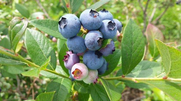 Wilk's Blueberry Farm