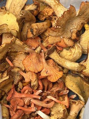 Chanterelles