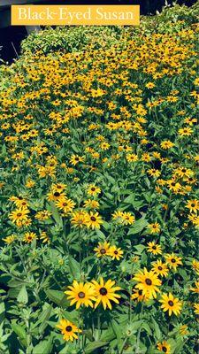 Black-Eyed Susan