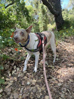 Donut smiling on her walk!