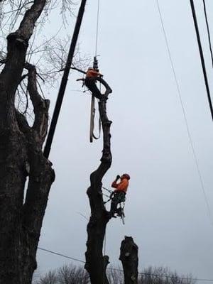 Ryan Lawn & Tree crews work safely and efficiently.