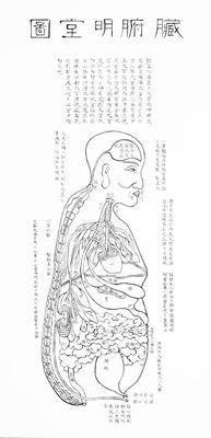 Zang-fu is the genera! Term for the internal organs of the human body, and includes the six zang organs, the six fu organs and the extra fu