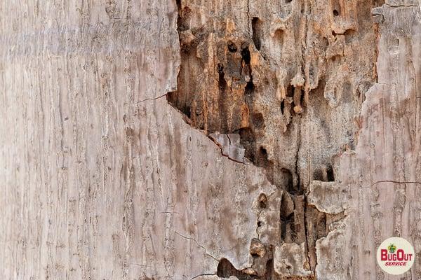 Termite Control in Pensacola