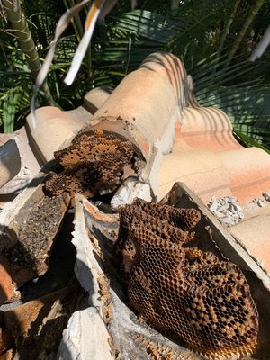 Bee and hive removal in Boca Raton.