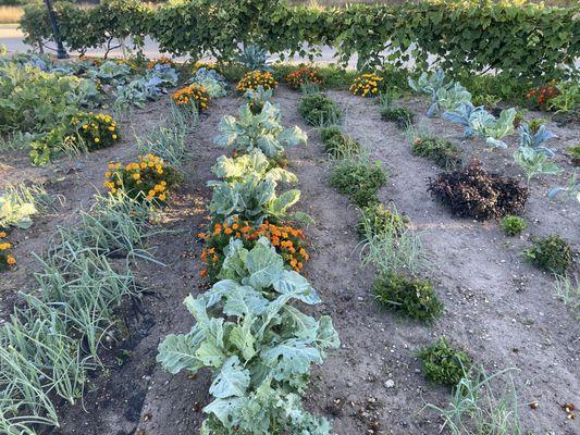 Community garden